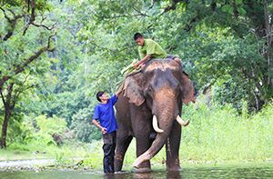 Chiang Mai – Elephant Jungle Sanctuary (B, L)