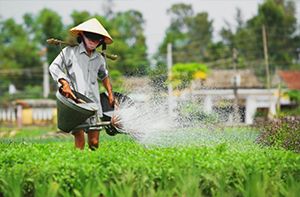 Hoi An - Tra Que Vegetable Village - Cooking Class - Hoi An