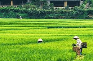 Sapa - Hanoi By Bus