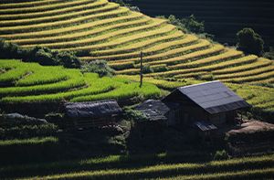 Sapa - Ban Khoang - Can Ho - Sa Seng Village (Distance 12 -13 Km - Duration 5-6h Walking)