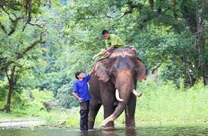 Chiang Mai - Elephant Day - Night Market