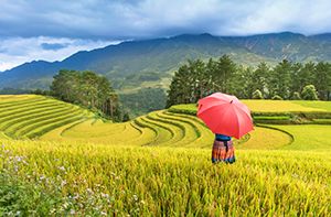 Lao Cai - Sapa - Ma Tra Village - Ta Phin Village (B / L / D) (trekking 4hours – 12km)