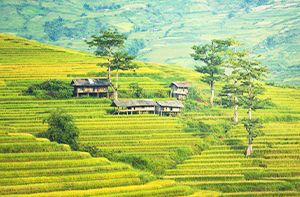 Lao Cai - Sapa - Ma Tra Village (B; L)