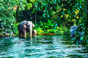 Ayutthaya – Khao Yai National Park (B ; L)