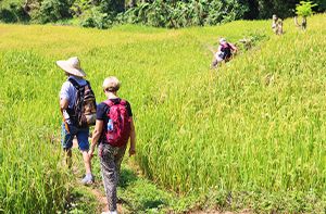 Mai Chau - Trekking To Na Phon - Nà Piềng - Nà Mèo - Xăm Pà Villages (B; L)