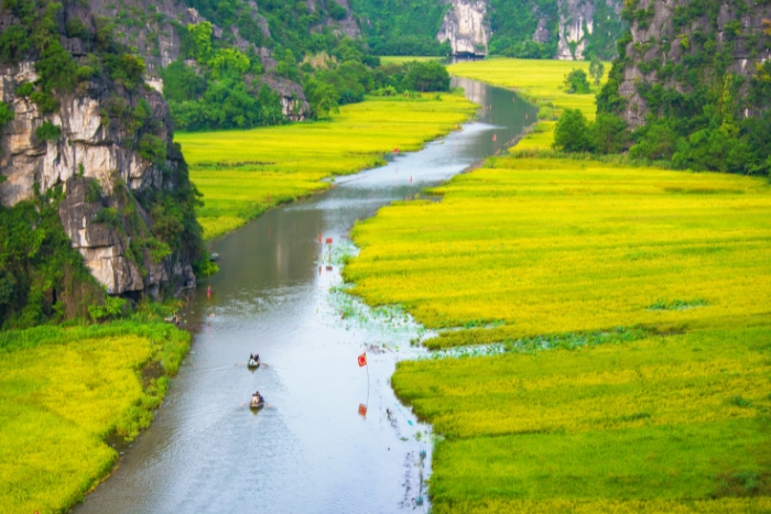 The golden rice fields of Tam Côc