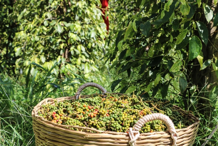 What to do in Cambodia in 15 days? We particularly enjoyed visiting a pepper farm