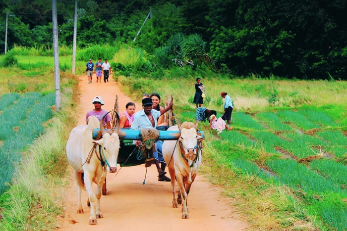 A peaceful ox-cart ride through farmland