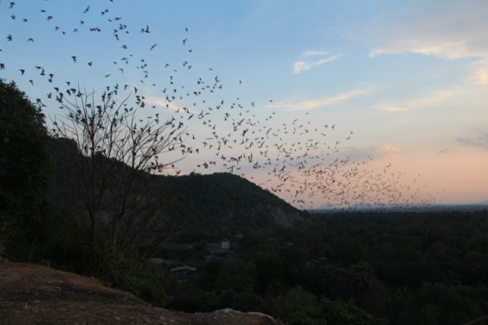 Itinerary Cambodia 21 days: Spectacular flight of millions of bats at sunset