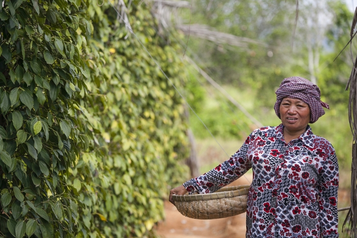 Kampot pepper - the black gold of Southern Cambodia