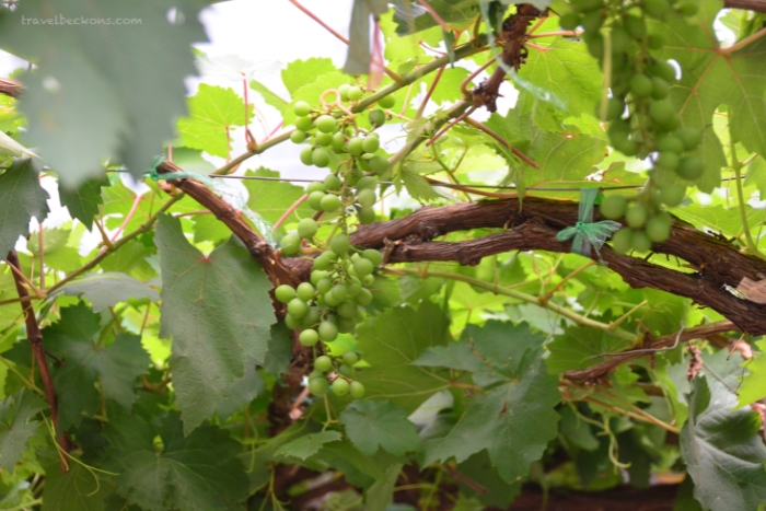 What to visit in a 2-day small group tour to Battambang? Battambang's Vineyard
