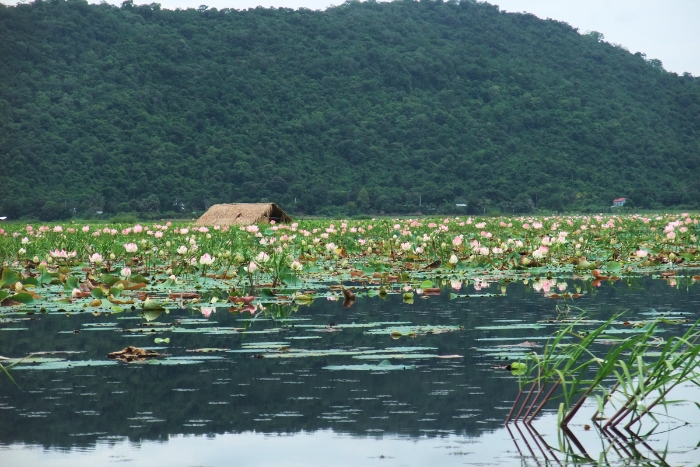 Kamping Puoy Lake and its vast expanses of giant lotuses