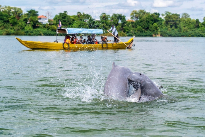 Besides ethnic encounters, don't miss watching Irrawaddy river dolphins in Kratie