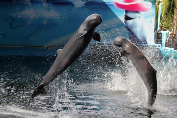 Watching Irrawaddy dolphins in Kratie is an exciting experience for children