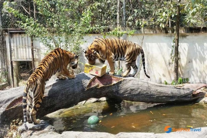 Discovering the Phnom Tamao Wildlife Rescue Center is one of the best things to do with kids
