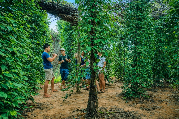 Authentic discovery in a pepper eco-farm in Kampot