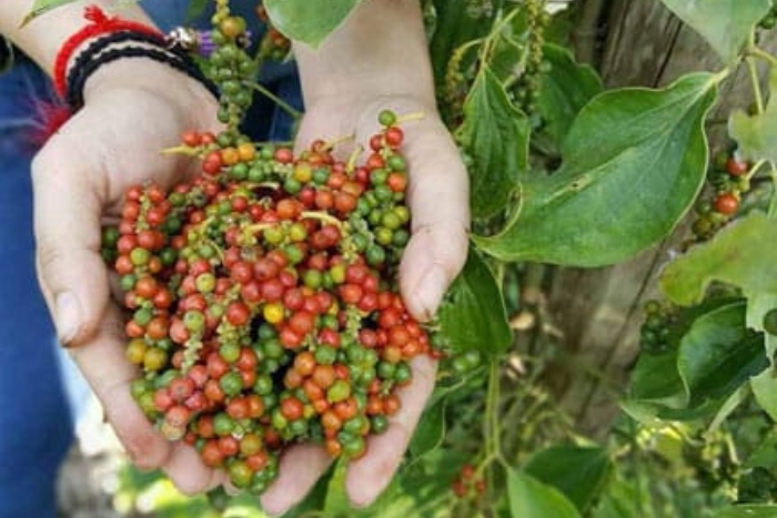 A visit to Kep's pepper farms