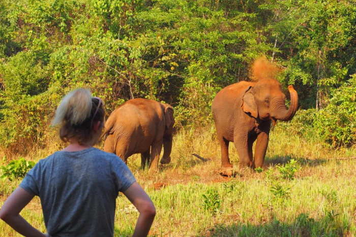 A tourist observe elephants in their natural habitat - Elephant Valley Project