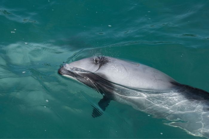 Discover the famous Irrawaddy Dolphins