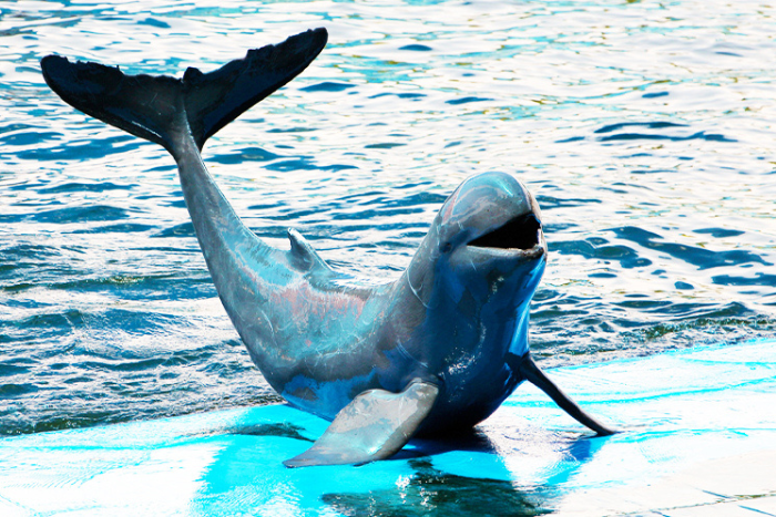When to visit Kratie, Cambodia? The dry season is ideal for spotting Irrawaddy dolphins