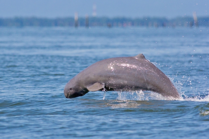 Irrawaddy dolphins