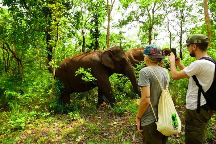 Morning at Mondulkiri Project – peaceful forest walk with rescued elephants