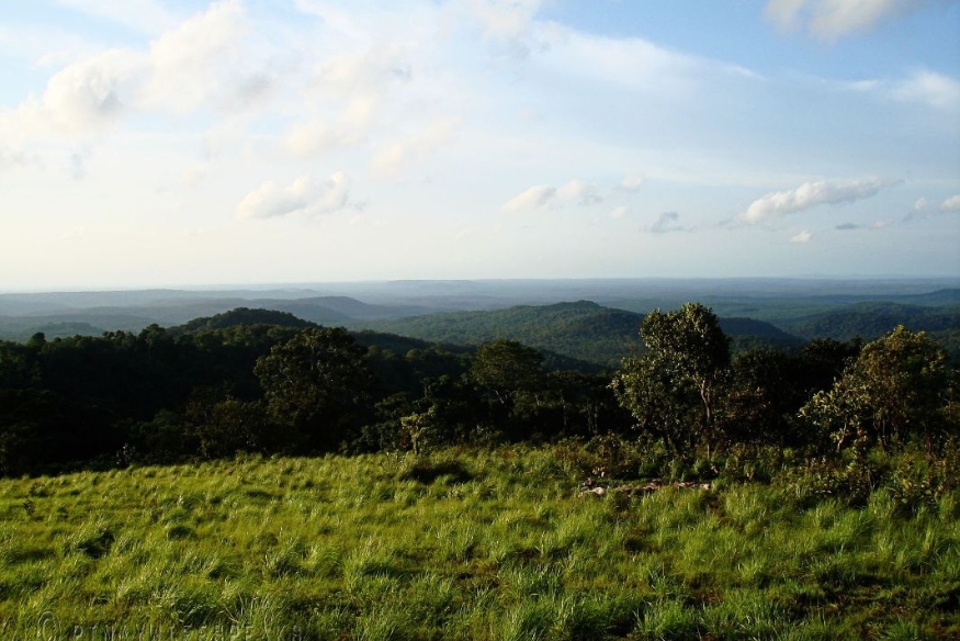 Breathe in the crisp, fresh air of Sea Forest