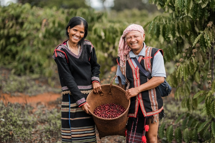 Coffee plantation in Mondulkiri