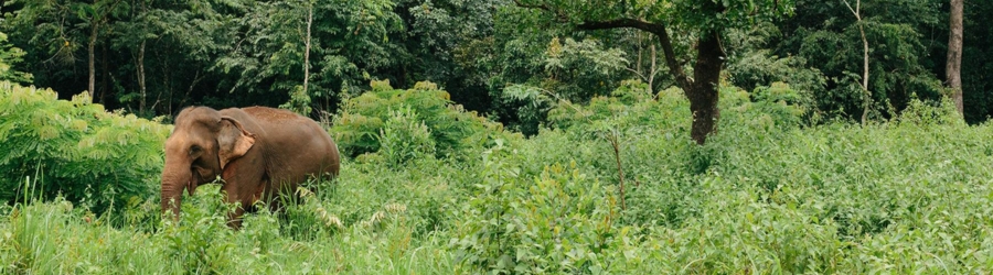 What to do in Mondulkiri with kids?