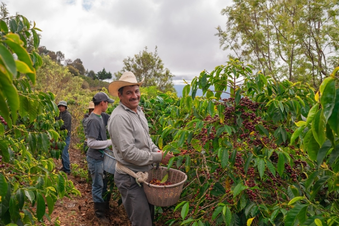 A coffee plantation in Mondulkiri, Cambodia