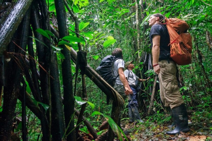 Jungle in Mondulkiri