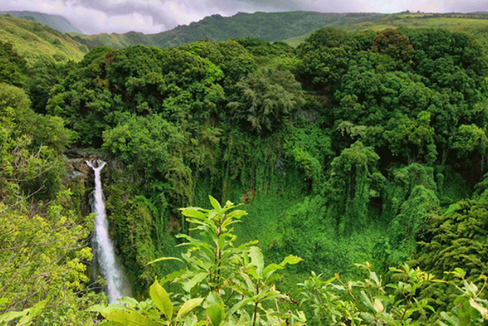 The beautiful scenery of Norng Kabat forest