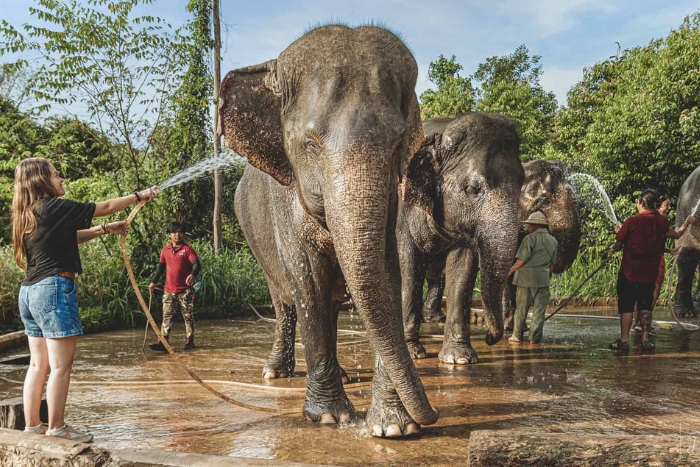 Kulen Elephant Forest, a must-visit destination in your Siem Reap travel plan January