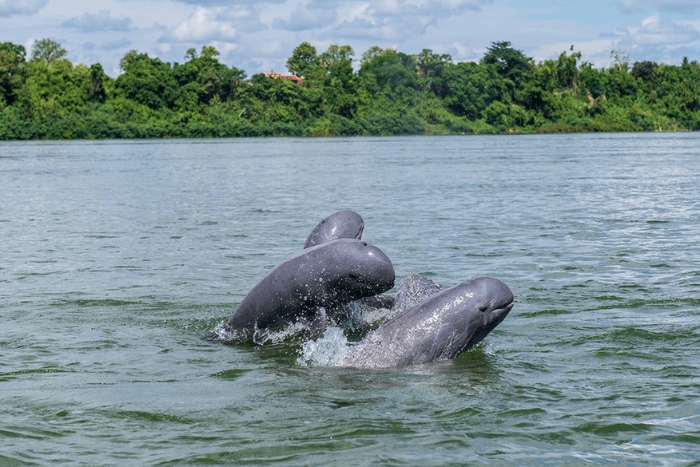 Spotting Irrawaddy dolphins in Stung Treng – an experience not to miss