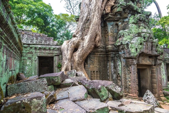 Ta Prohm Temple, where massive tree roots intertwined with the stone ruins