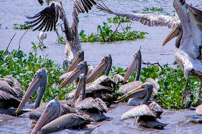 Prek Toal Bird Sanctuary in Cambodia  