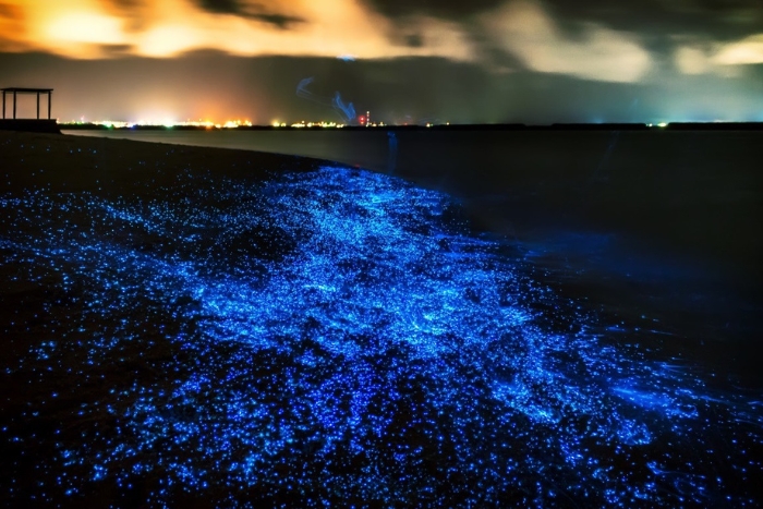 See Bioluminescent Plankton at night