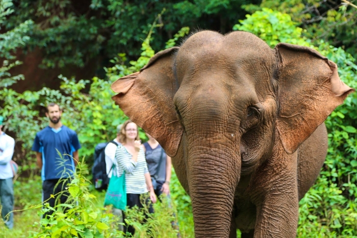 Meeting the Elephants of Mondulkiri