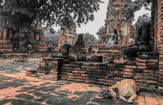 What Are The Requirements To Travel To Cambodia With A Pet?