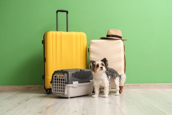 Before traveling to Cambodia, check your airline&rsquo;s requirements for the pet carrier