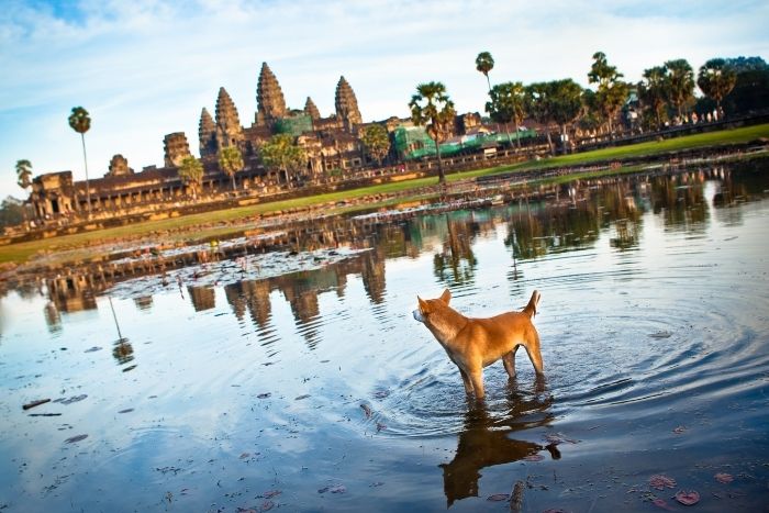 Travelers are required to prepare several documents to comply with the regulations for traveling with a dog to Cambodia