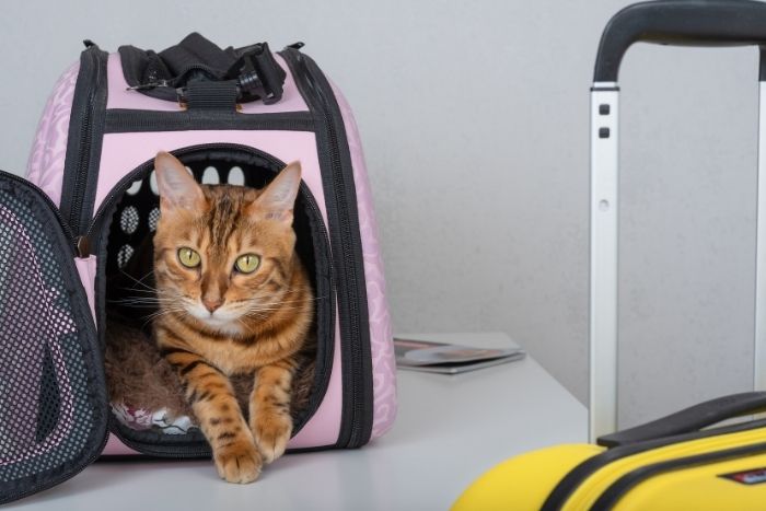 Traveling with a pet to Cambodia can be an enjoyable experience with proper planning of the necessary procedures