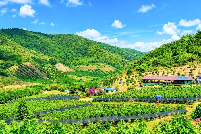 Amid the lush greenery of Kampot pepper plantations