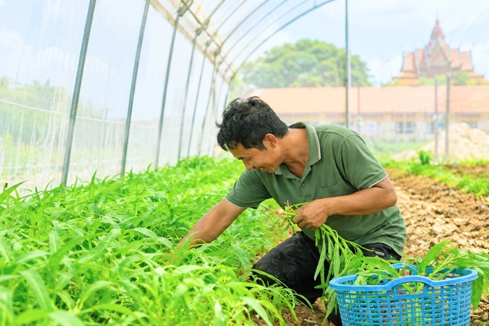 Discovering organic farming on Cambodian farms