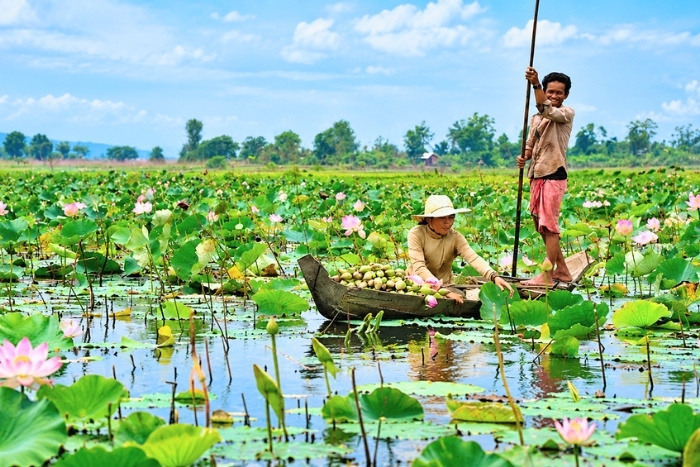 A peaceful escape among the lotus fields of Siem Reap