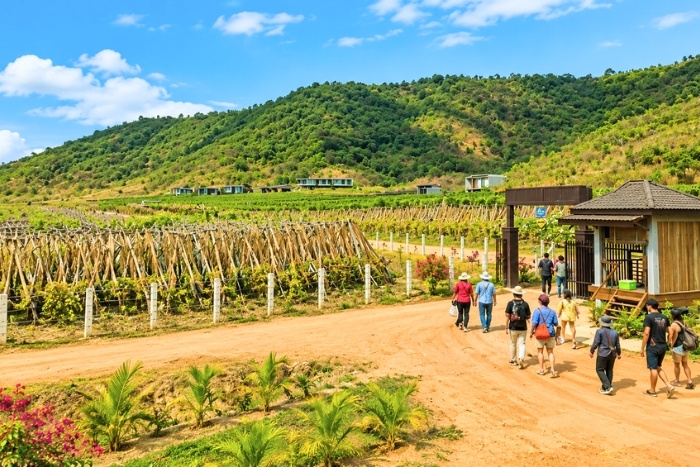 Agricultural activities in Cambodia - Kampot pepper plantations and local know-how