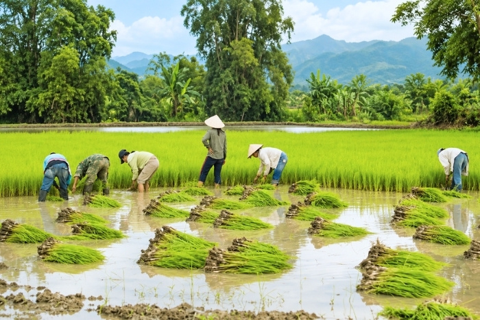 Rice farming experiences in the Cambodian countryside
