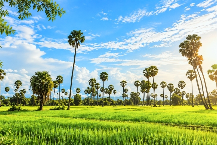 The sugar palm, an iconic symbol of agritourism in Cambodia