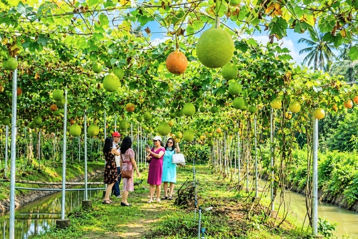 Picking fruit in the heart of Cambodian orchards