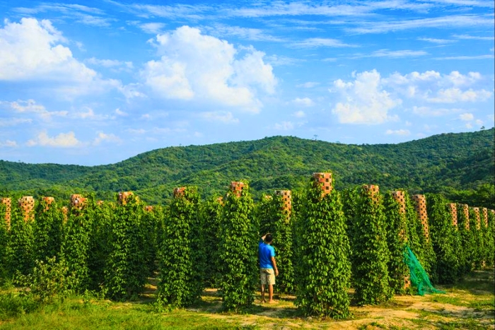 Where to visit in Cambodia in March for a sunny trip ? Exploring Kampot differently, at the rhythm of the pepper plantations